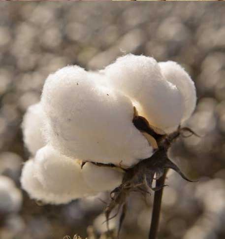 Cotton/Cotton Products