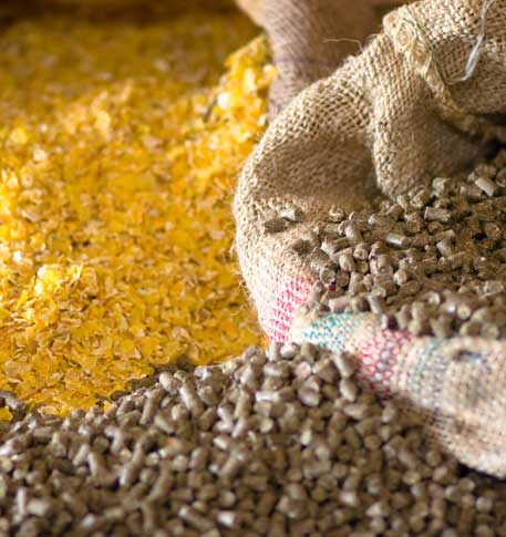 Animal Feed